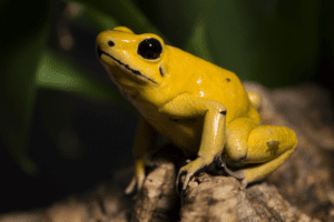 Reptile and Amphibian Research 1 goldenpoisondartfrog ZA 2233 e1482258237318