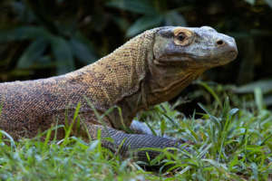 Reptile and Amphibian Research 2 komododragon rinca ZA 0201 b