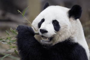 Giant Panda Science 2 panda 140109 po ZA 4253