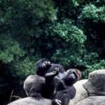 Ivan the gorilla rolls around outdoors