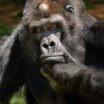 Ivan the gorilla holds his chin